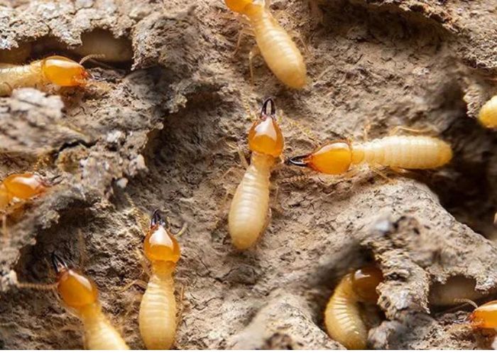 Pest Control in Epping: Reliable Solutions to Protect Your Property