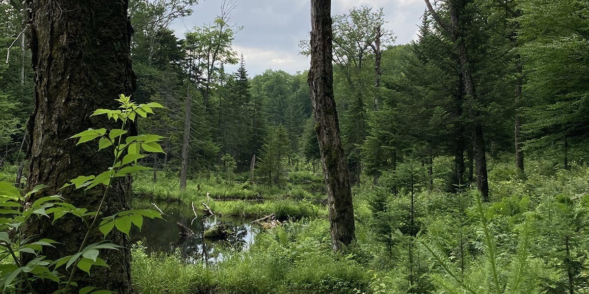 Sustainable Forest Management Explained: Techniques, Benefits, and Challenges