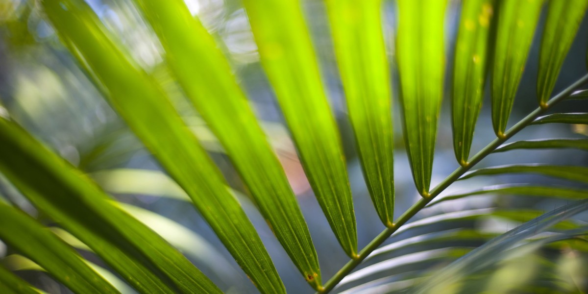 Townsville Casino Open International design-driven animation studio: Monster Truck Ninja