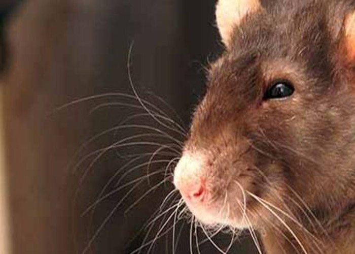 What Smells Do Possums Hate? MR Termite Solutions