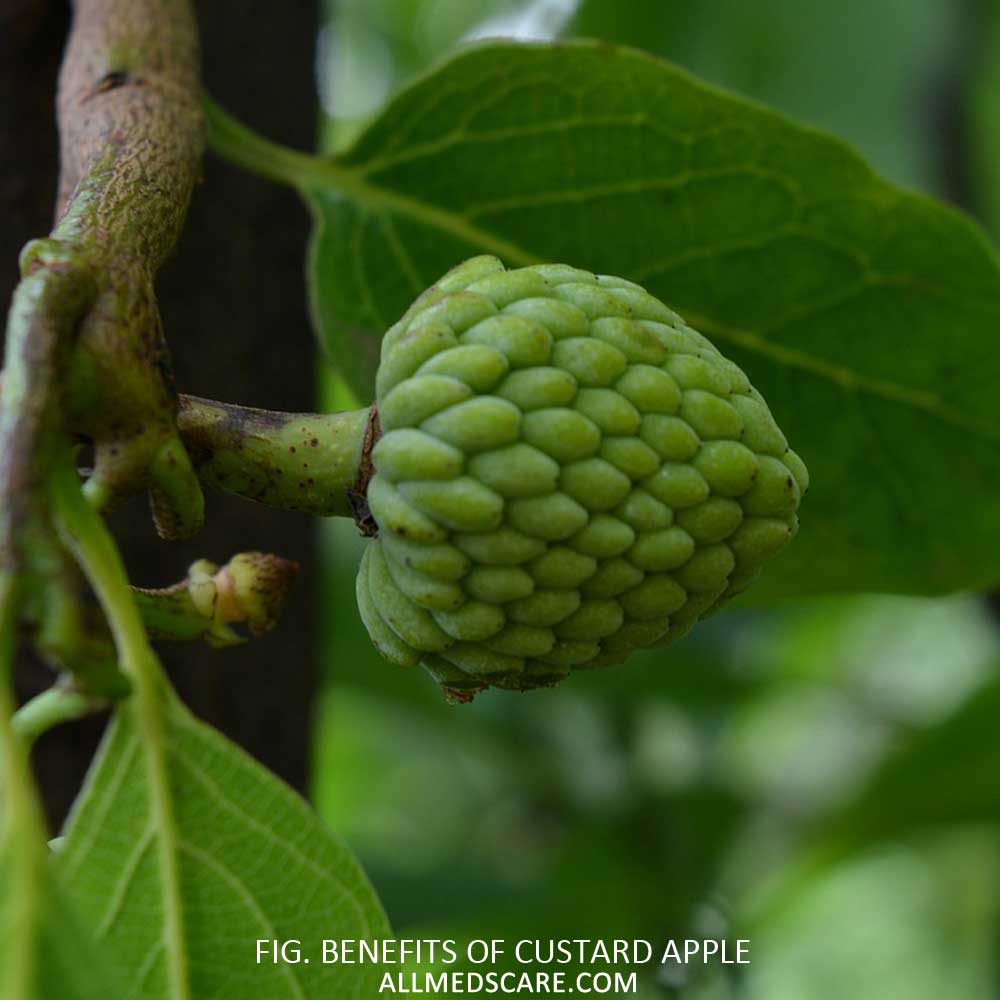 5 Popular Benefits of Custard Apple | Nutritional Value