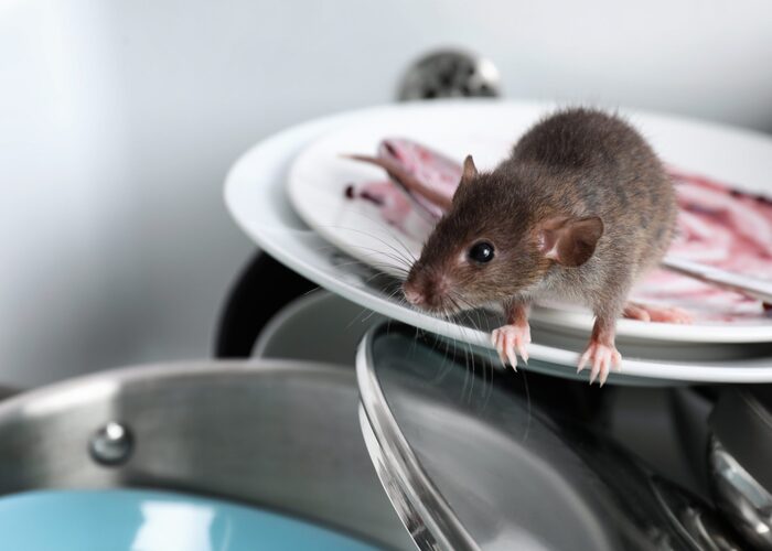 Got Rats At Home? Here’s What You Should Do!