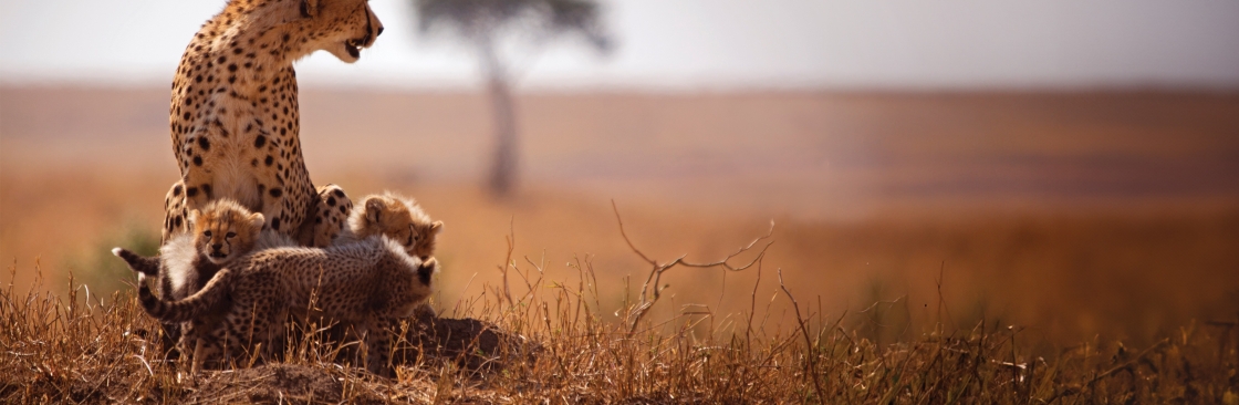 Cheetah Safaris Cover Image
