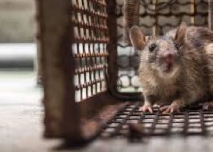 How to Prevent Rats from Returning After Removal