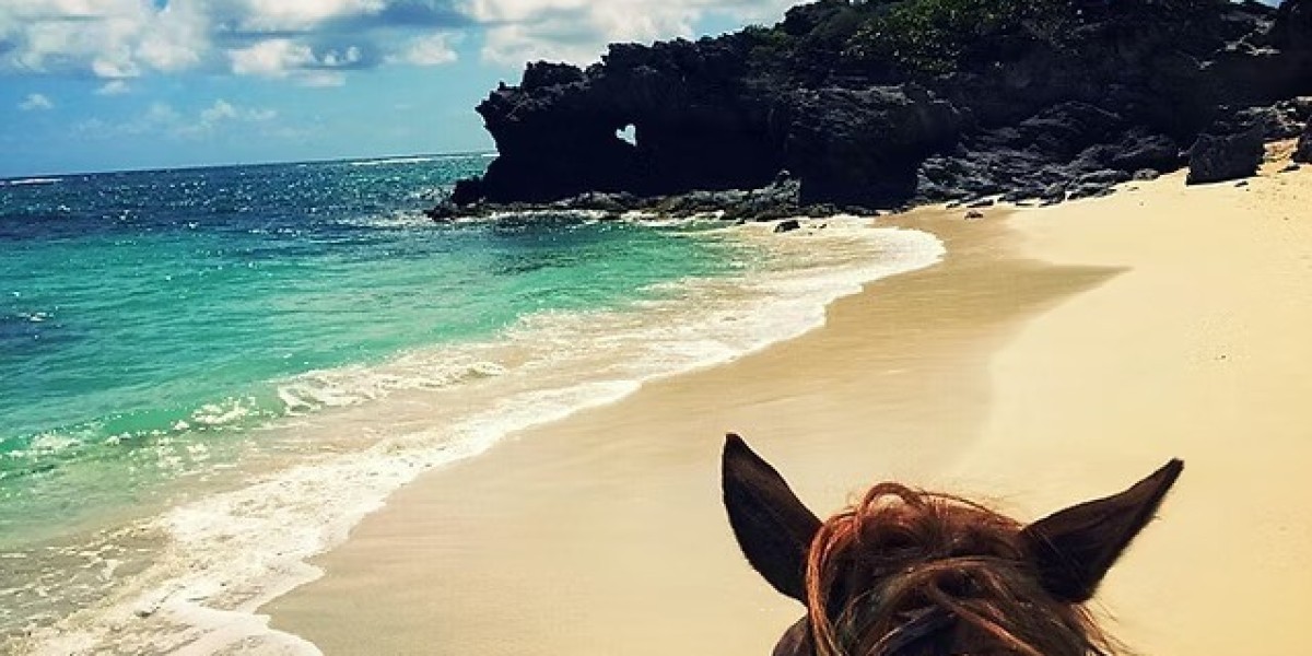 Explorez la Nature Unique avec une Sortie Île aux Iguanes en Martinique