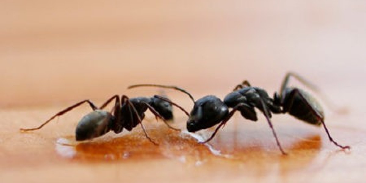 When Ant Problems Spread Quickly and Call for Immediate Action
