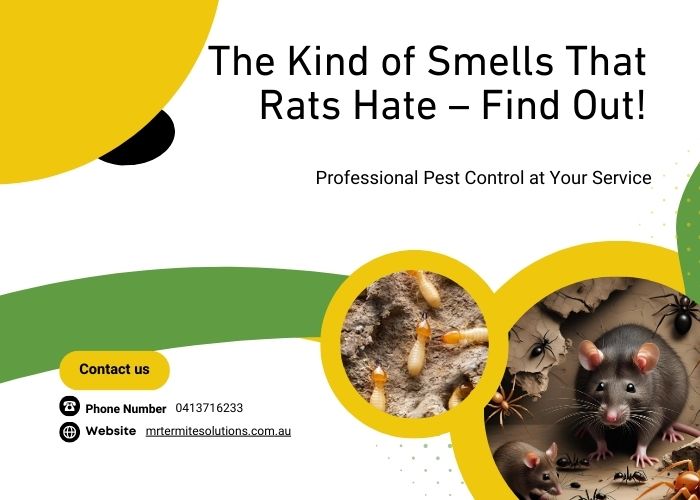 The Kind of Smells That Rats Hate – Find Out!