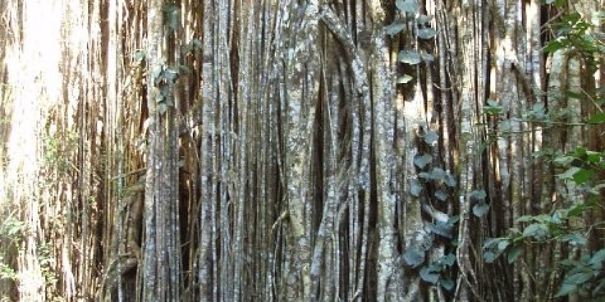 Best Online Casino Australia 2025 Top Australian Online Casinos