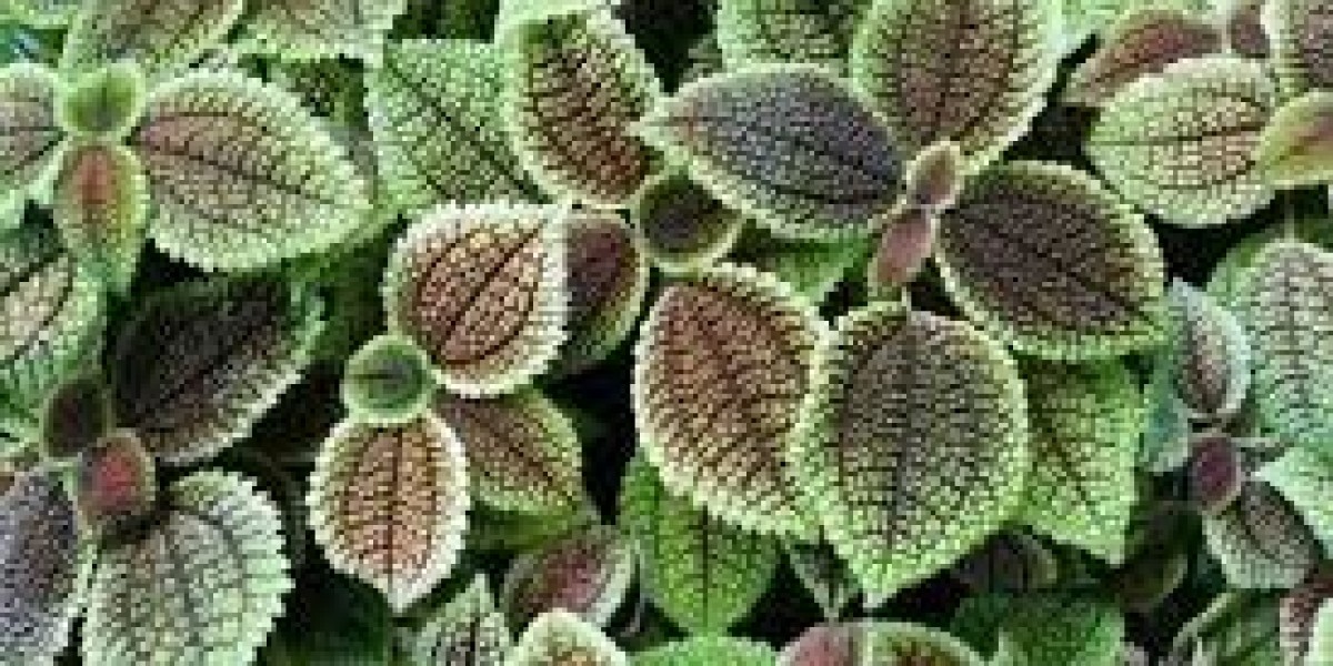 Friendship Plant: The Perfect Symbol of Love, Care, and Green Companionship