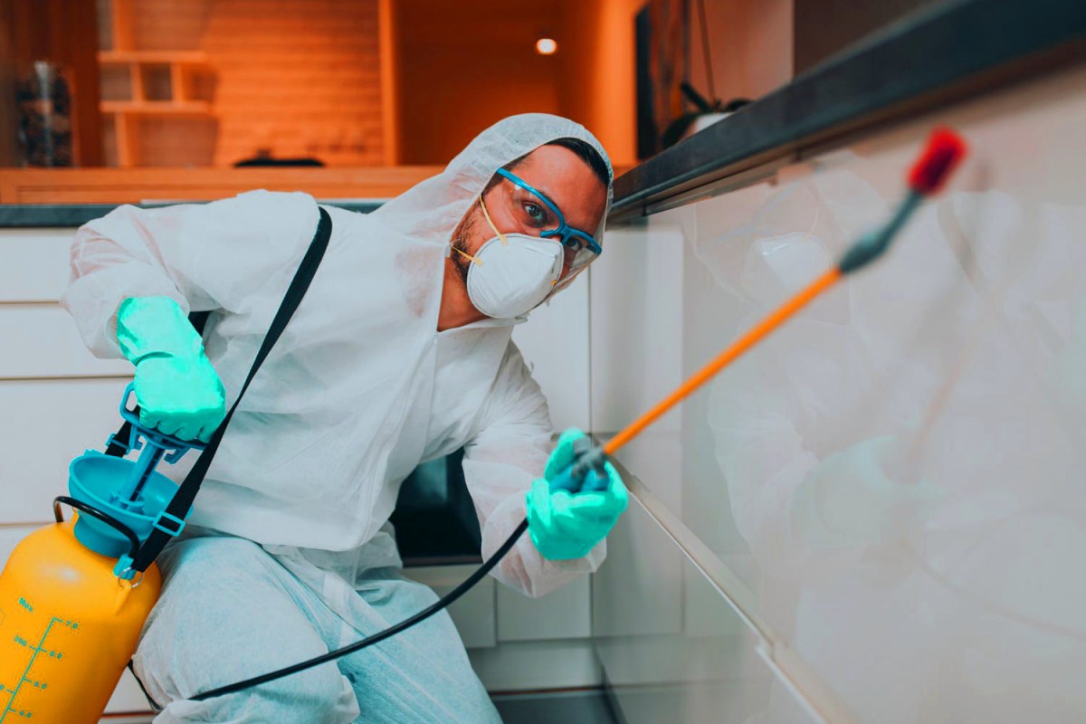 Expert Guide to Safe and Effective Rat Removals at Home – Read & Write