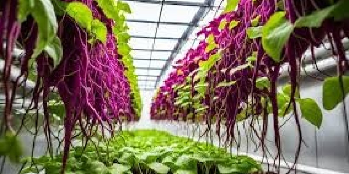 Growing Hydroponic Sweet Potatoes: A Complete Guide to Soil-Free Cultivation