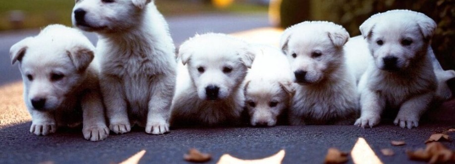 doggiesworld Cover Image