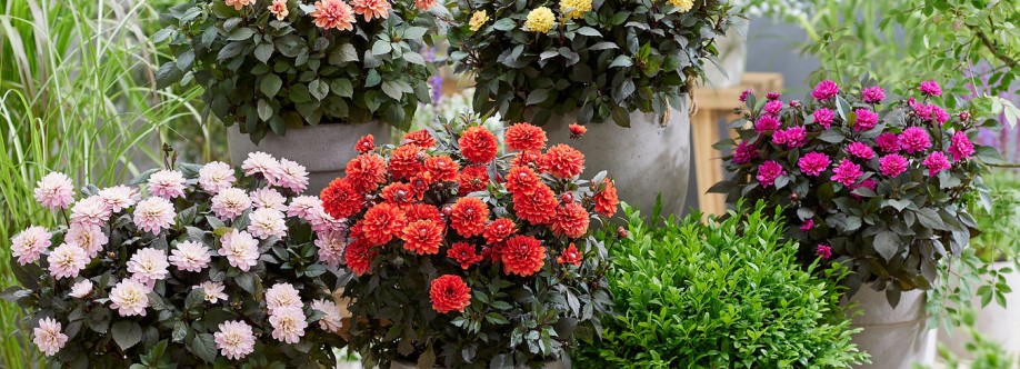 Natura Creative Cover Image