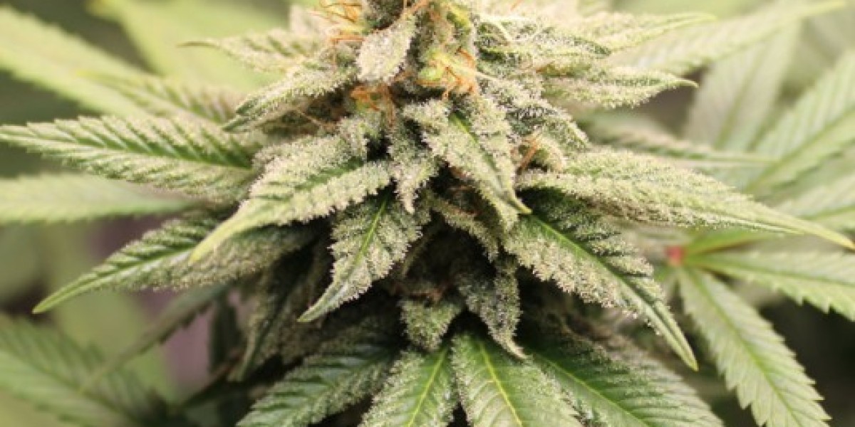 Delta 8 Products: Quality Signals and Safety Tips for Consumers