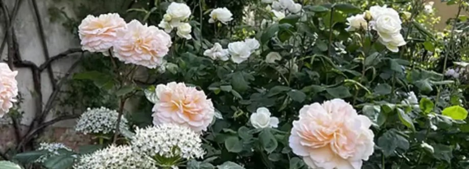 Stewart Jardins Cover Image