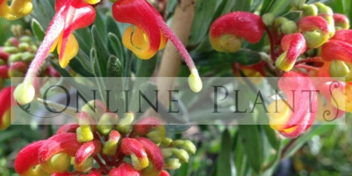 Creating a Dynamic Garden with Texture and Native Colour