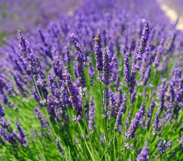 Designing Texture and Colour with Shrubs and Rockery Plants - Smart SEO Article