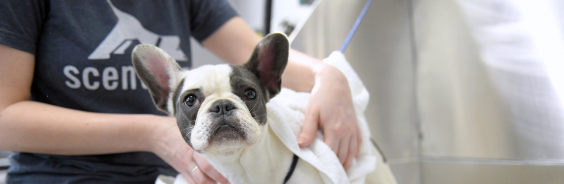 Scent Hound Apex Cover Image